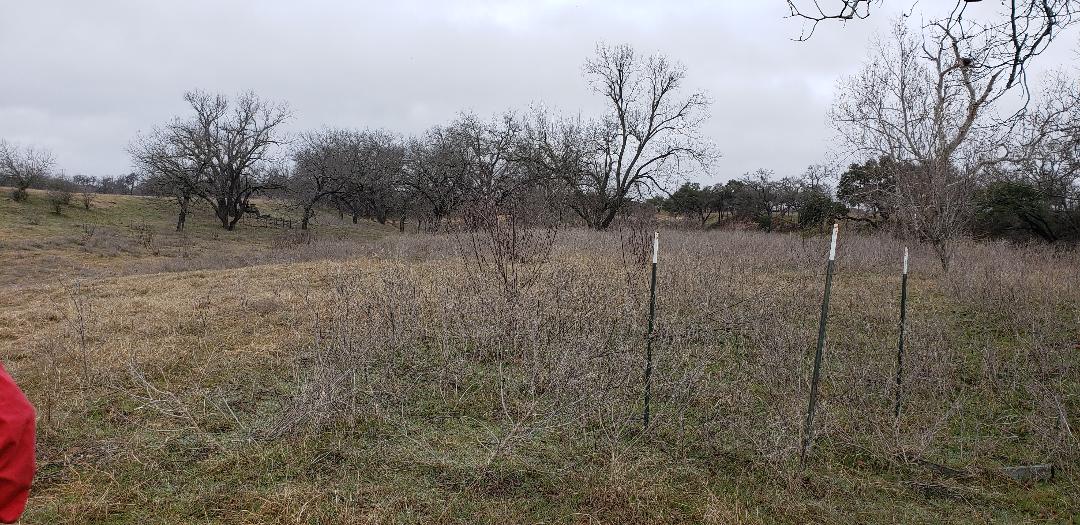 Dozer-work-Clearing-and-Gradeing-FredericksburgTx-before Dozer-work-Clearing-and-Gradeing-FredericksburgTx-before